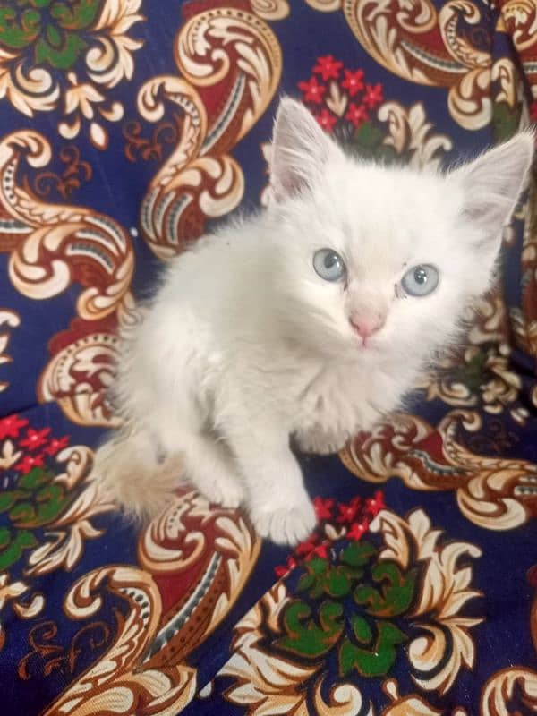 Persian cat Female triple coated 1.5 months vaccinated punch face 1