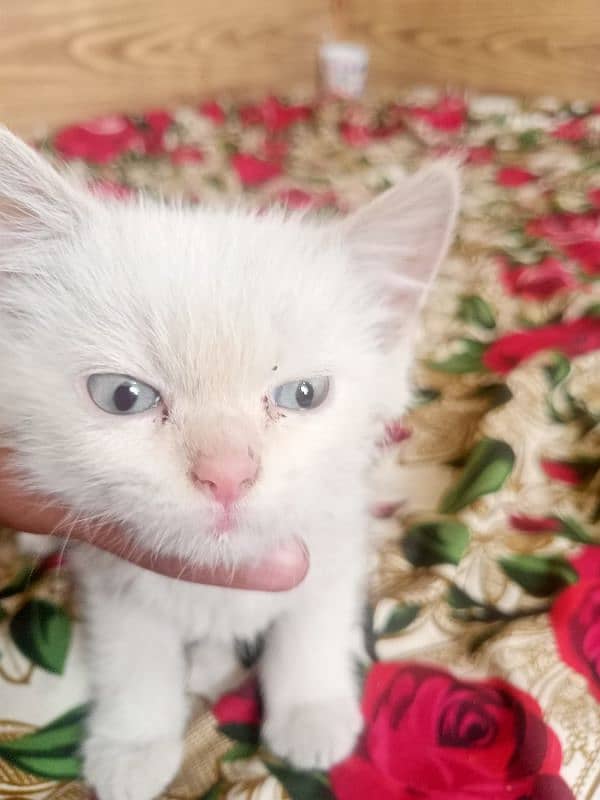 Persian cat Female triple coated 1.5 months vaccinated punch face 2