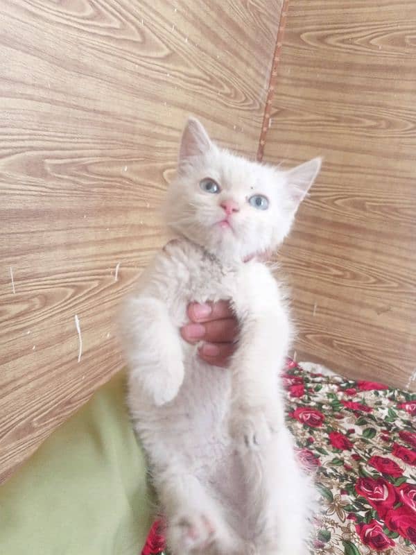 Persian cat Female triple coated 1.5 months vaccinated punch face 3