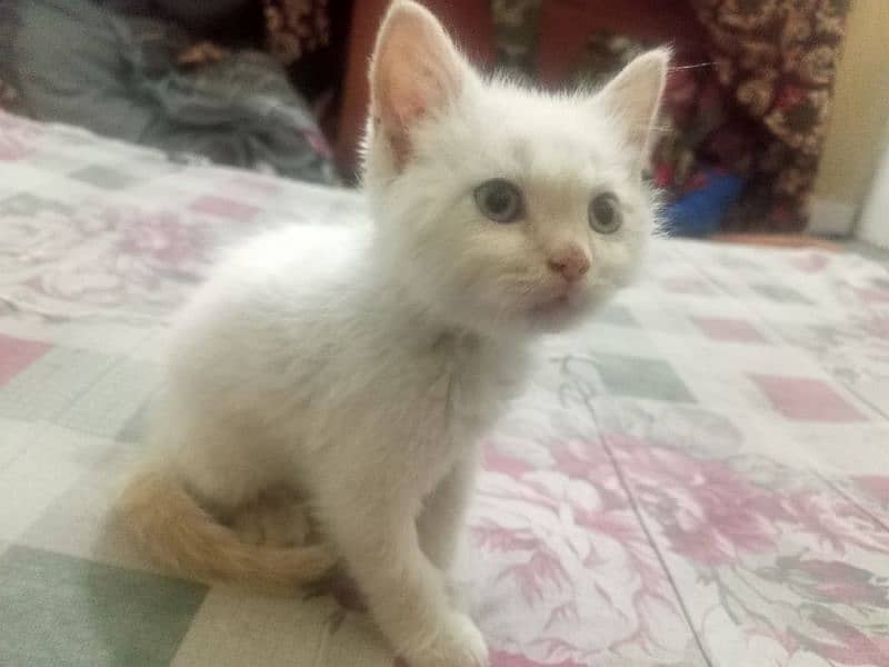 Persian cat Female triple coated 1.5 months vaccinated punch face 4