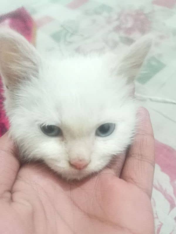 Persian cat Female triple coated 1.5 months vaccinated punch face 6