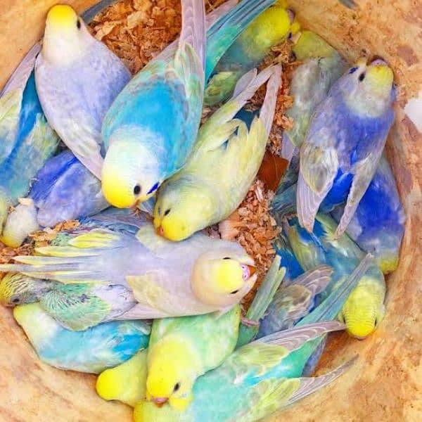 Rainbow budgie/ Australian parrots 0