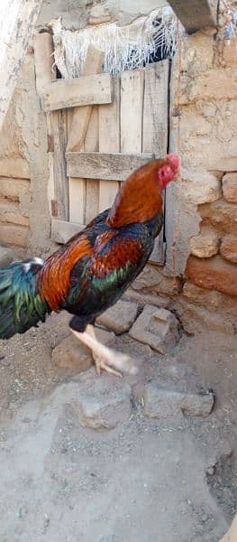 Aseel hens or morghy available in low price 1