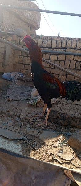 Aseel hens or morghy available in low price 2