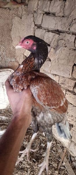 Aseel hens or morghy available in low price 3