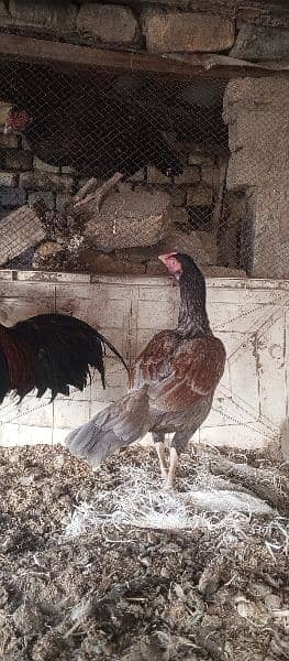 Aseel hens or morghy available in low price 4