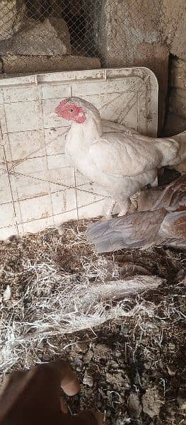 Aseel hens or morghy available in low price 5