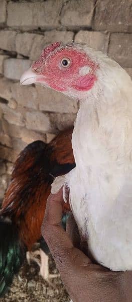 Aseel hens or morghy available in low price 6