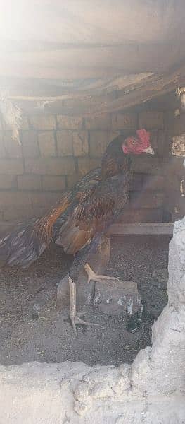 Aseel hens or morghy available in low price 7