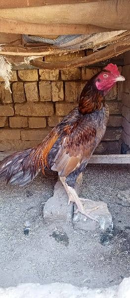 Aseel hens or morghy available in low price 8