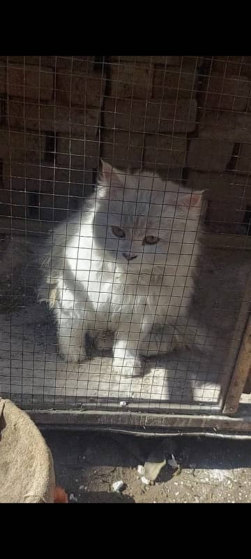 white tripple court cat for sale 0