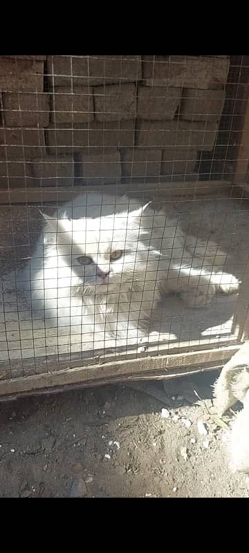 white tripple court cat for sale 1