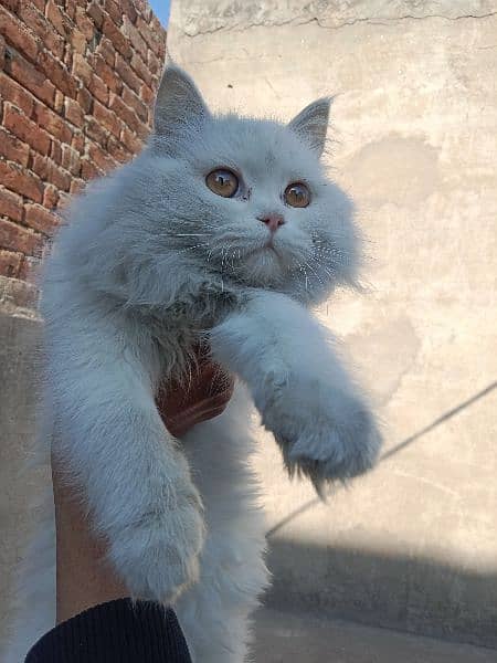 Persian triple coated 5 to 6 month female cat hazel eyes 03020456652 0