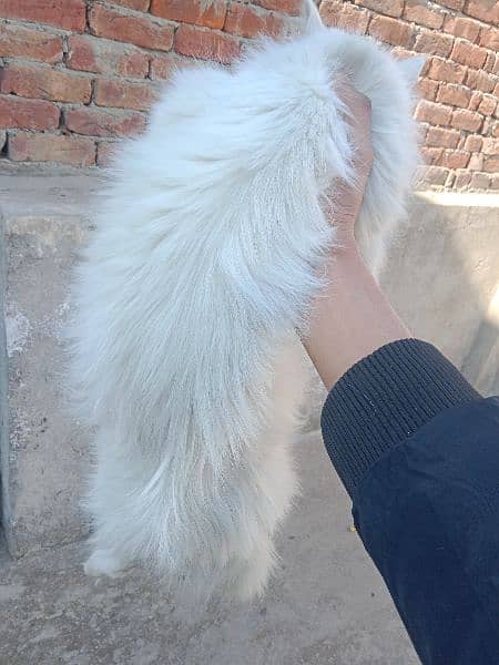 Persian triple coated 5 to 6 month female cat hazel eyes 03020456652 2