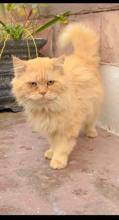 Male cat Golden colour