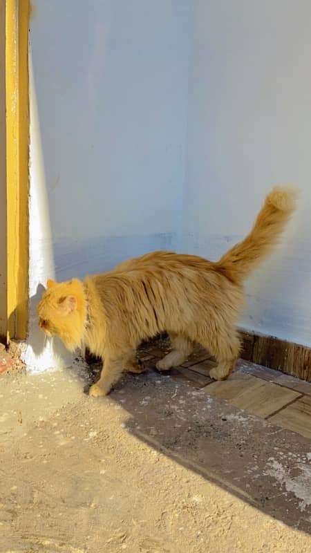 Male cat Golden colour 3