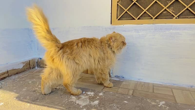 Male cat Golden colour 6