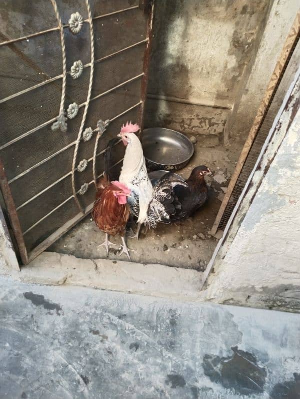 hens for sale 0