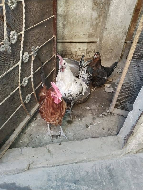 hens for sale 1