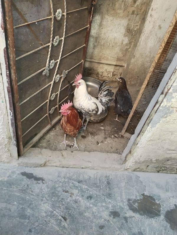 hens for sale 2