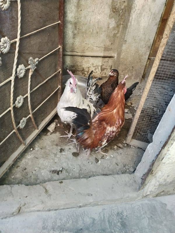 hens for sale 3