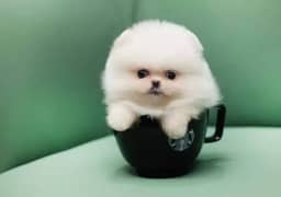 Pomeranian puppies 03361777030