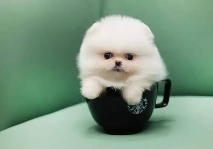 Pomeranian puppies 03361777030 0