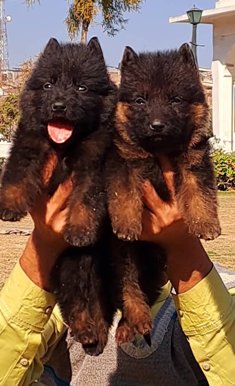 German Shepherd puppies for sale 0