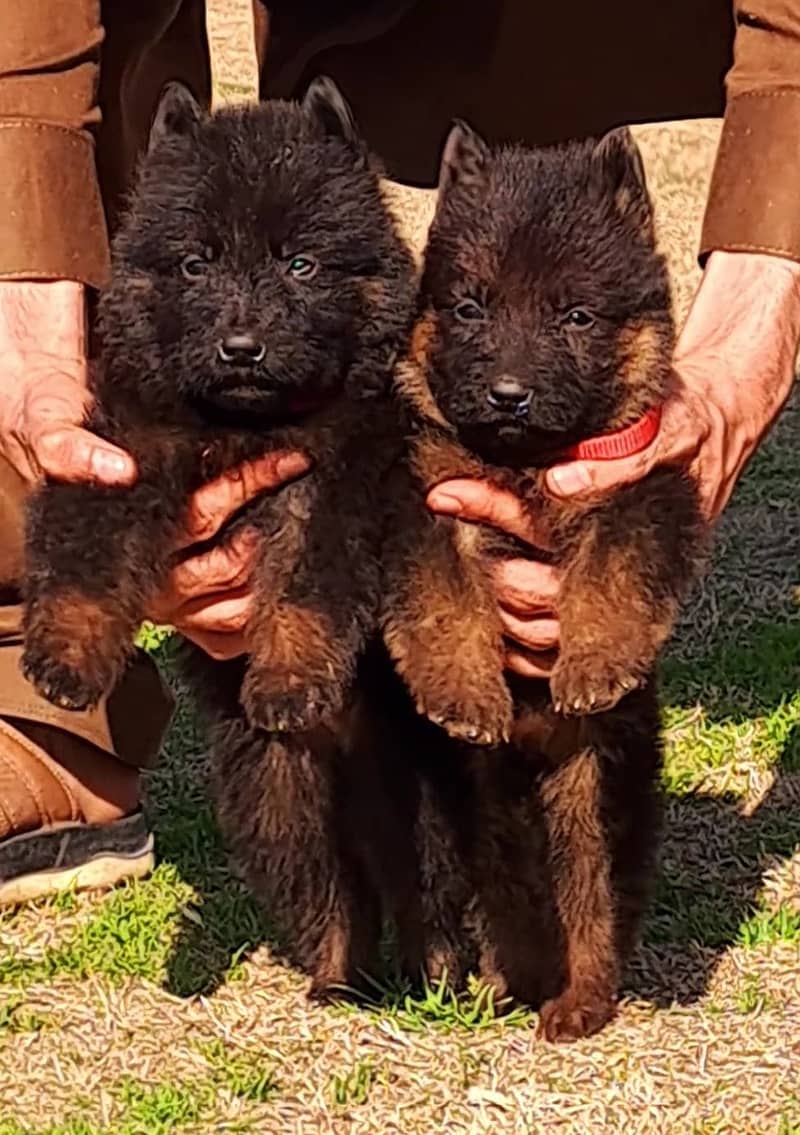 German Shepherd puppies for sale 1