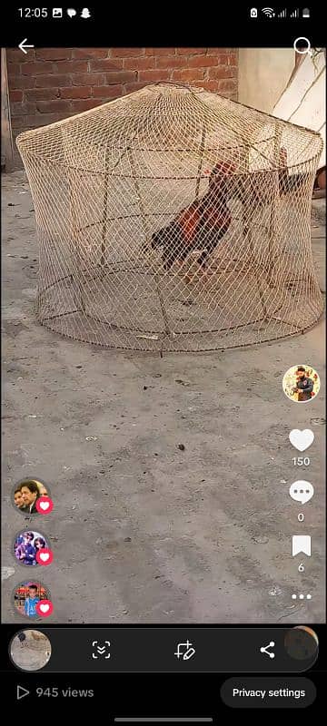 aseel taraning cage 5