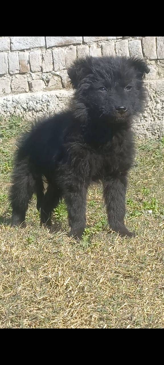 Black German Shepherd Male puppy  | German Shepherd puppy 0