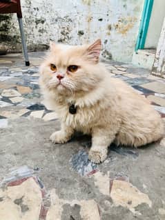 BHALOO BILLA (male cat) FOR SALE