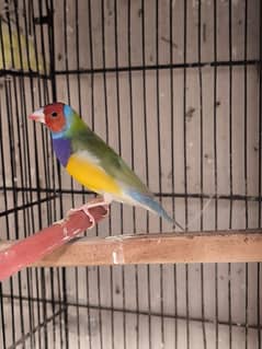 selling common gouldian male finch split of blue