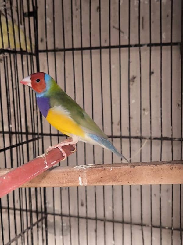 selling common gouldian male finch split of blue 0