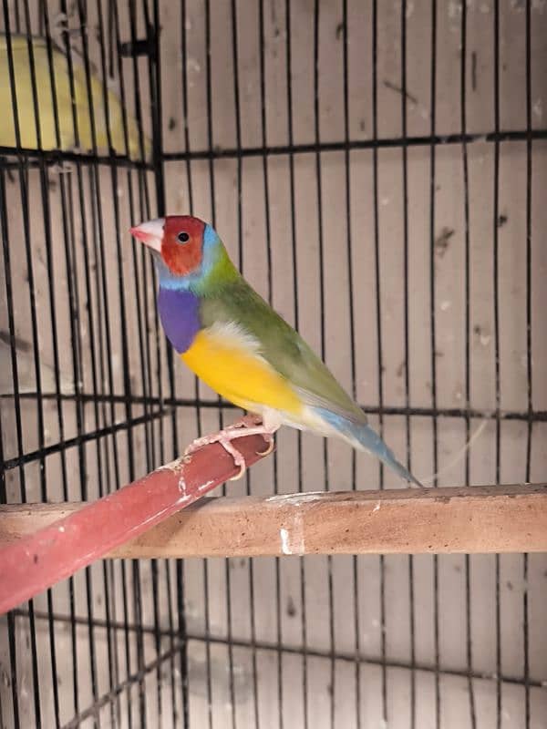 selling common gouldian male finch split of blue 1