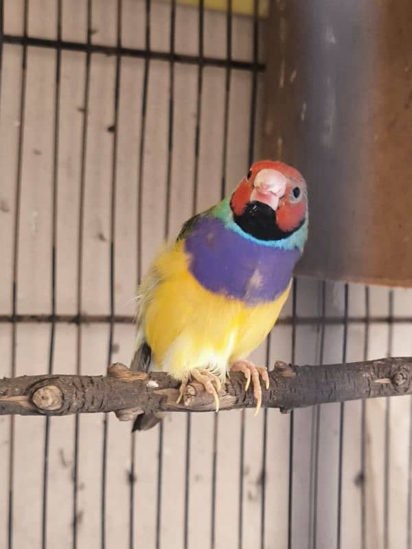 selling common gouldian male finch split of blue 2