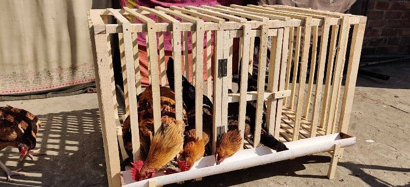 Hens Cage Wooden New 0