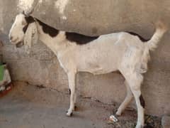 bakri ke sath bacha free