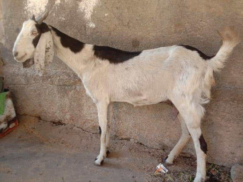 Tapri Goat with ablaq male kid 0