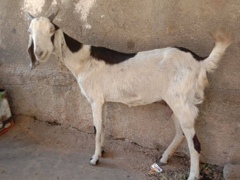 Tapri Goat with ablaq male kid 1