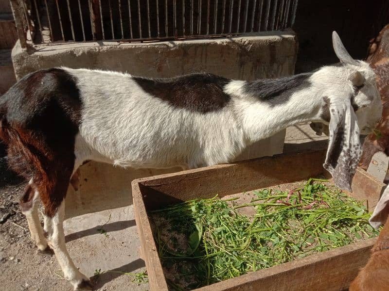 Tapri Goat with ablaq male kid 2