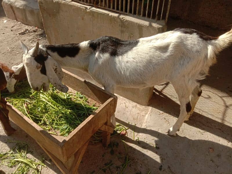 Tapri Goat with ablaq male kid 3