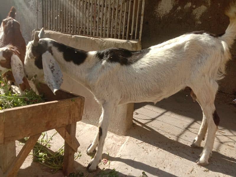 Tapri Goat with ablaq male kid 4