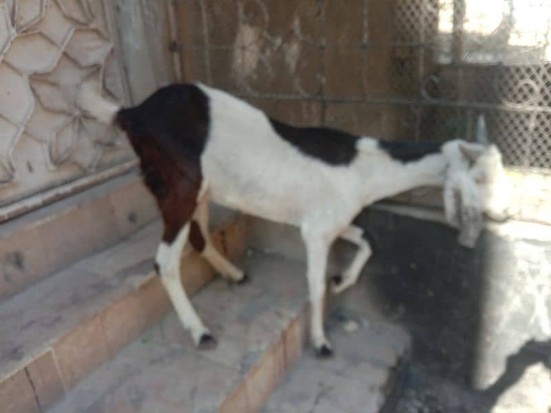 Tapri Goat with ablaq male kid 5