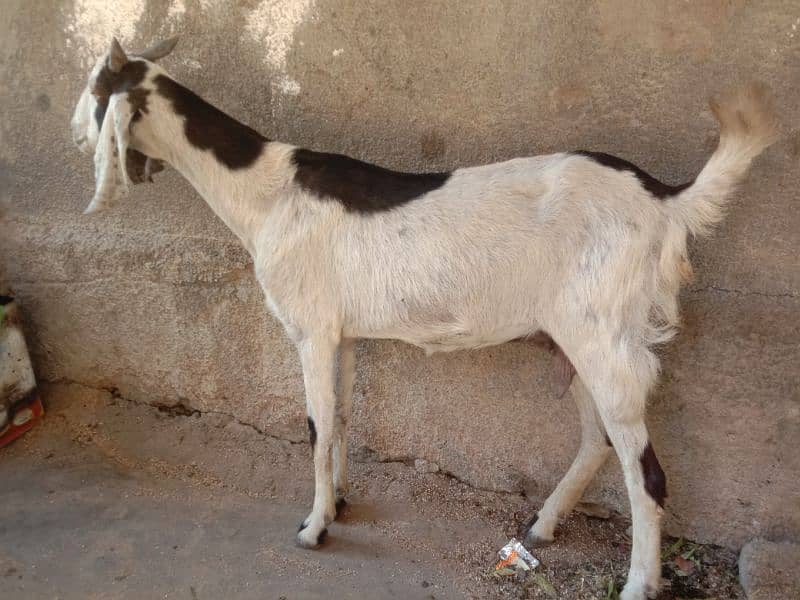 Tapri Goat with ablaq male kid 6