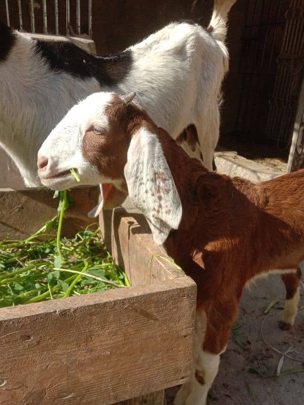 Tapri Goat with ablaq male kid 7