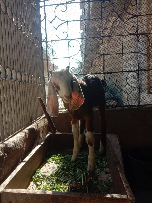 Tapri Goat with ablaq male kid 8