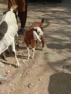 Tapri Goat with ablaq male kid