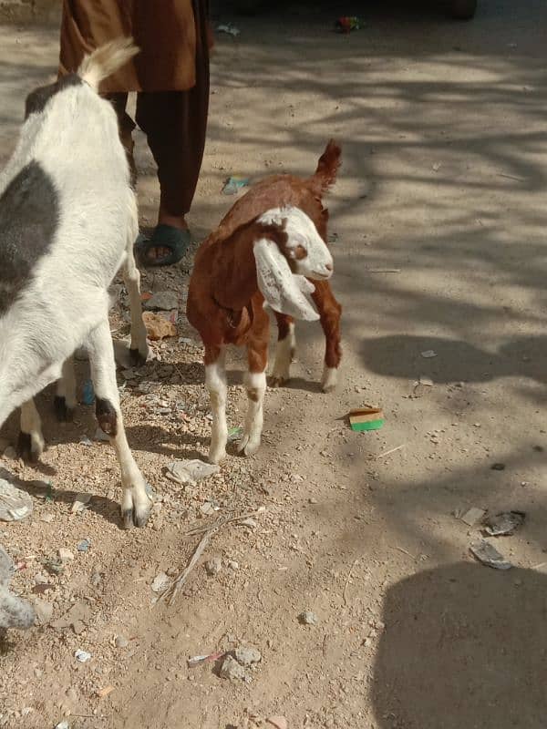 Tapri Goat with ablaq male kid 9