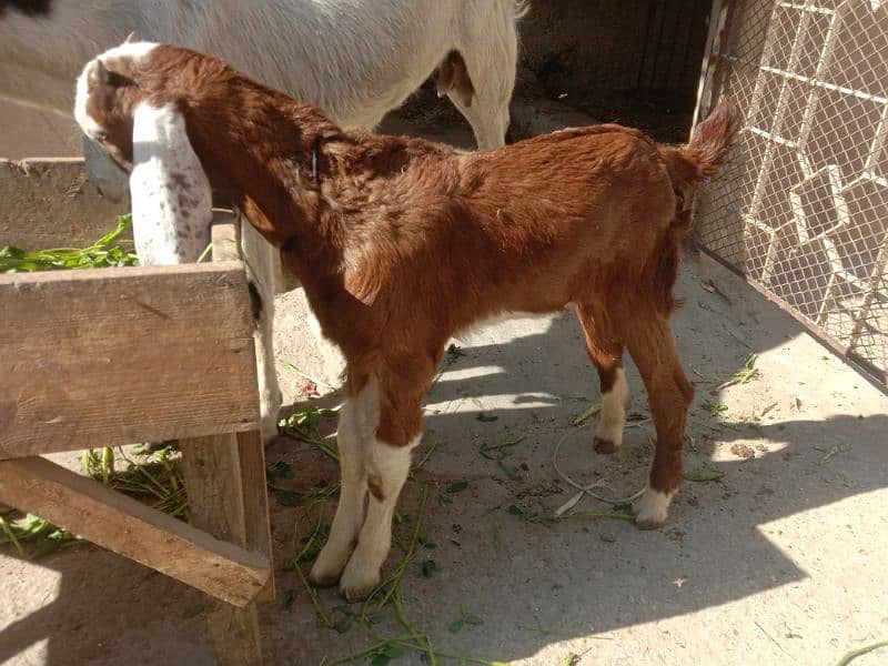 Tapri Goat with ablaq male kid 11